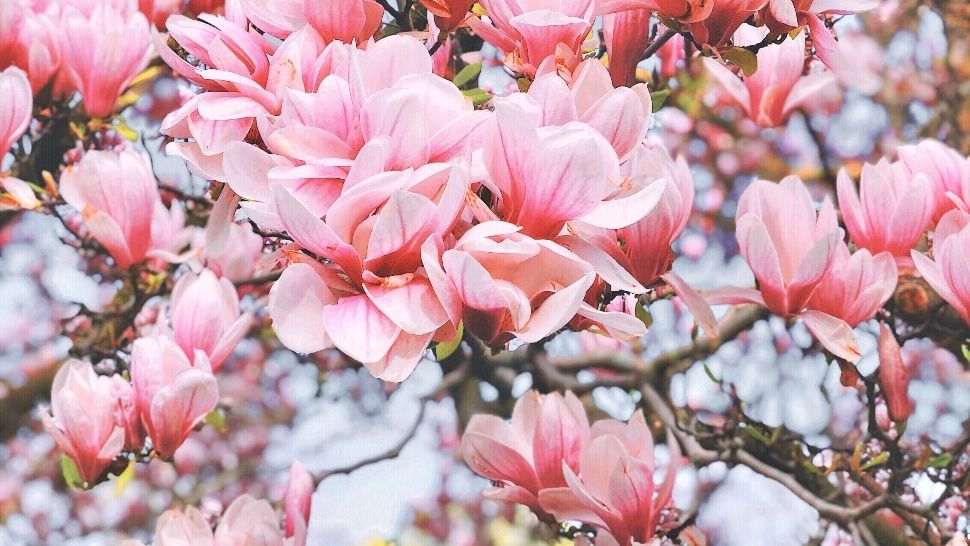 Temperaturile trec de la o extremă la alta. Ce schimbări ne-a pregătit vremea/ unsplash.com
