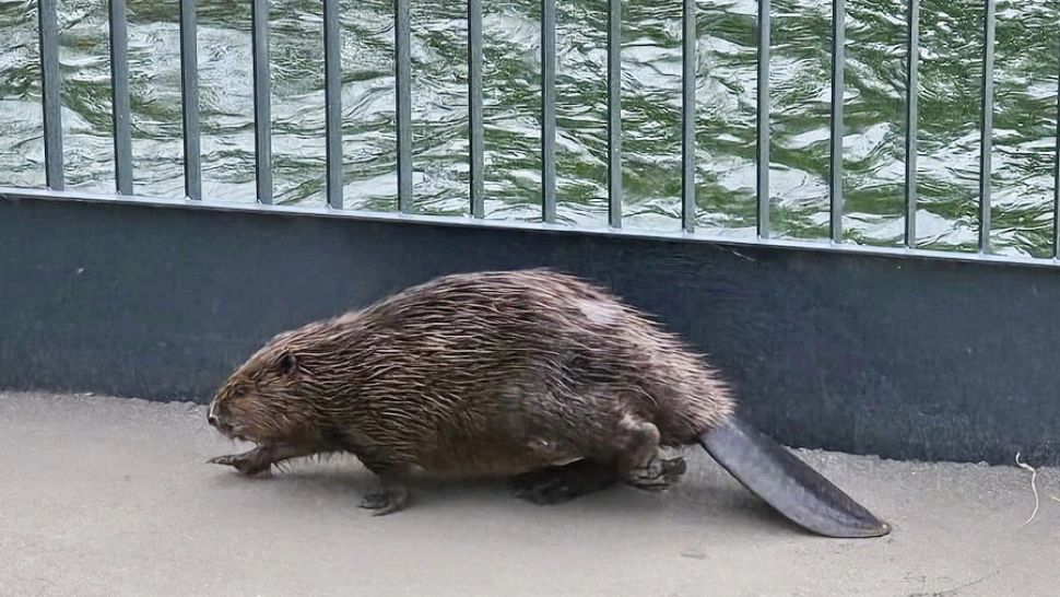 Castor la plimbare prin centrul orașului Oradea. Cu o zi înainte, un castor a defilat prin Turda. Ce semnifică apariția lor?