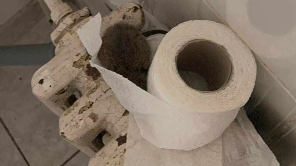 Șobolan ascuns în hârtie igienică, în toalete Spitalului Județean de Urgență din Iași - FOTO
