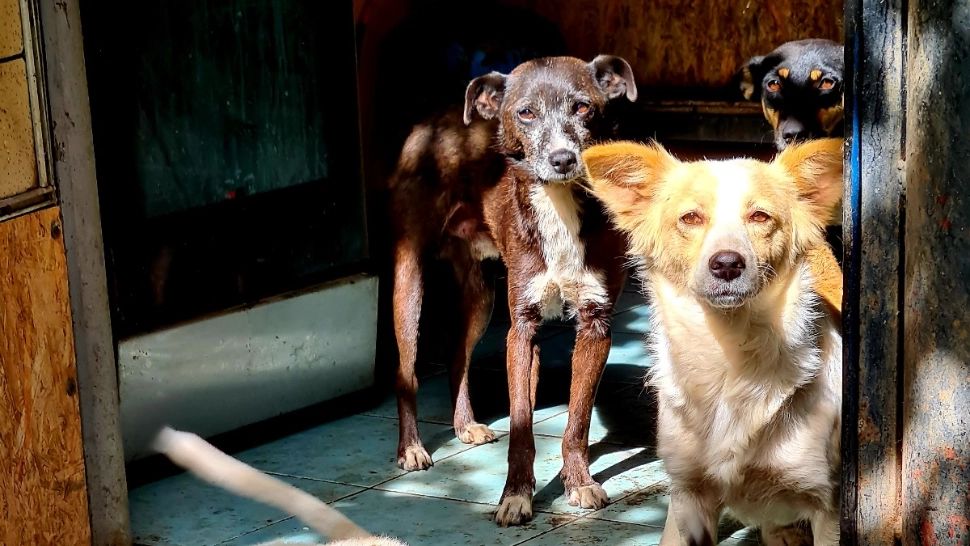 Ziua Internațională a Animalelor fără Stăpân