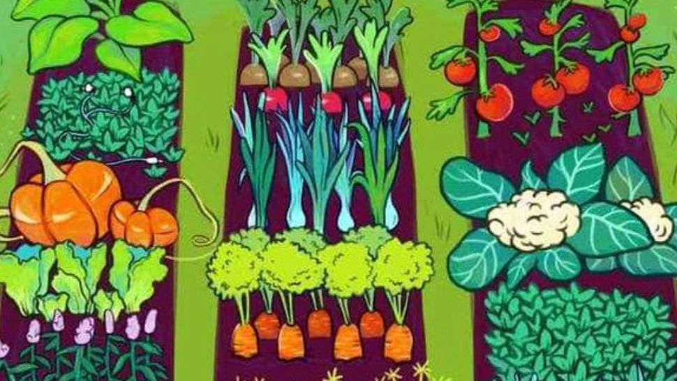 Test IQ în grădina cu legume. Doar puțini oameni sunt capabili să găsească căștile pierdute