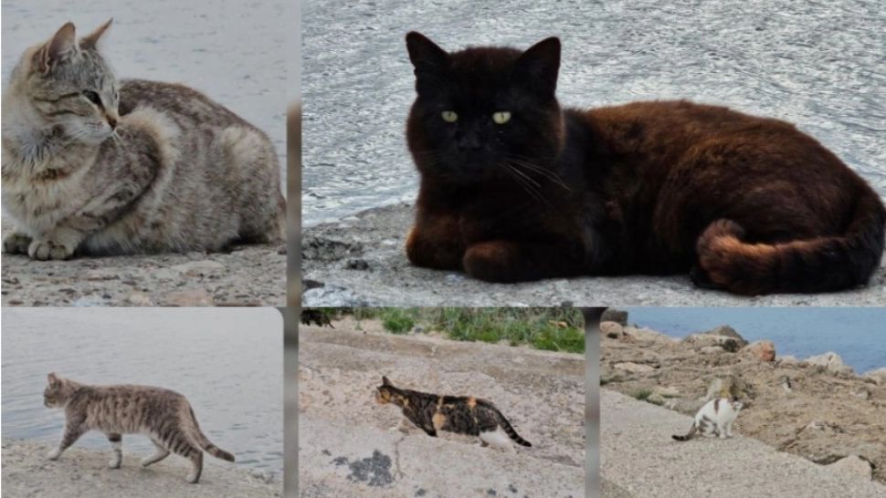 Mangalia a devenit "stațiunea pisicilor". Zeci de feline se plimbă pe diguri - FOTO/VIDEO