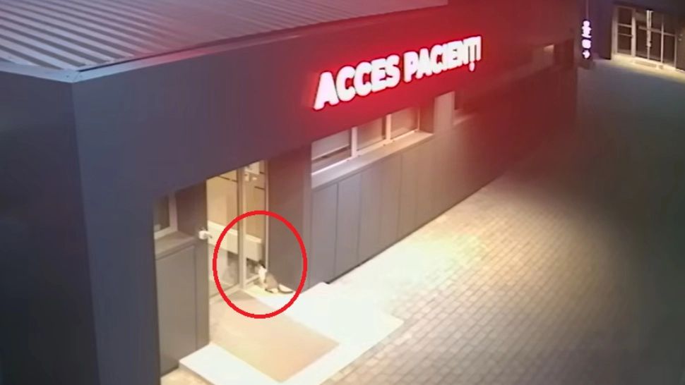 O pisică din Iași a devenit vedetă pe internet! Cum i-a surprins felina pe medicii veterinari: Care erau șansele să nimerească exact acolo unde avea nevoie? 