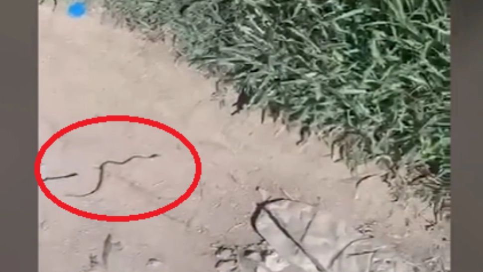 Pui de viperă, descoperit într-o clădire de birouri din Drobeta-Turnu Severin. Jandarmii au intervenit de urgență/ Captură video