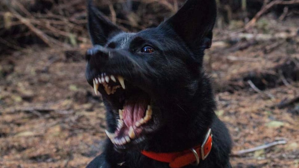 Incident halucinant în județul Mehedinți