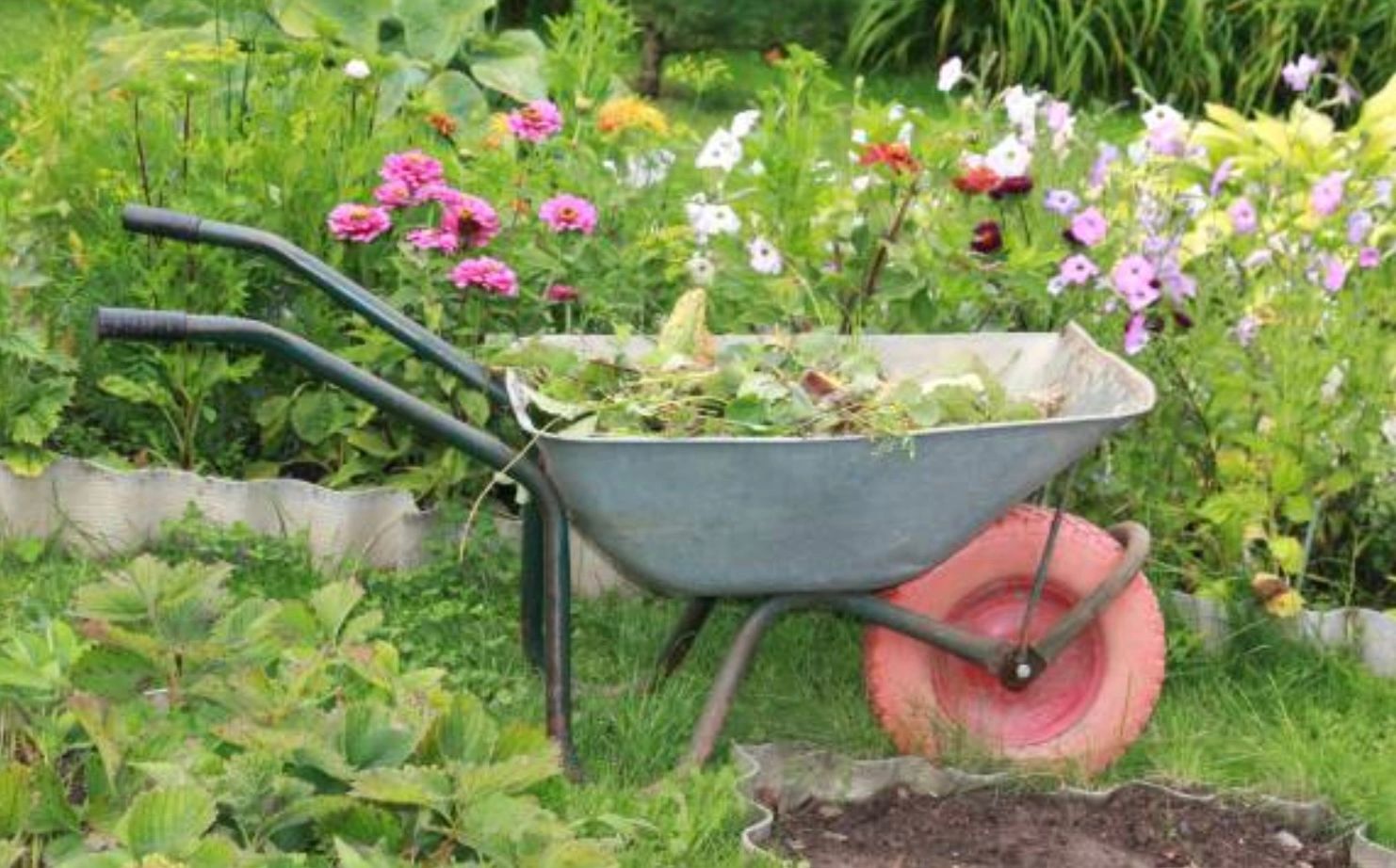 Femeie de 76 de ani, din Brașov, amendată cu 100 de lei pentru că a plantat flori în grădina blocului