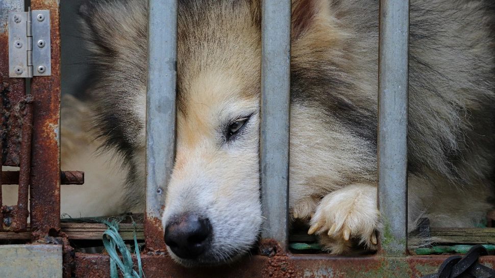 Stai la curte și ai câine? Atunci trebuie să sții asta: la ce distanță de gardul vecinului trebuie amplasată cușca patrupedului/ unsplash.com