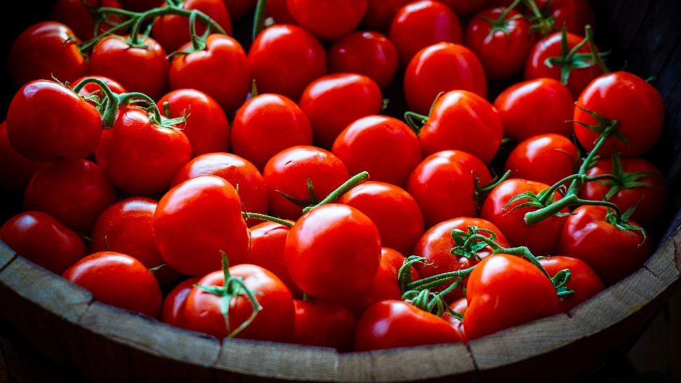 Cum să cultivi roșii pe balcon: mic ghid pentru fermierii de apartament/ unsplash.com