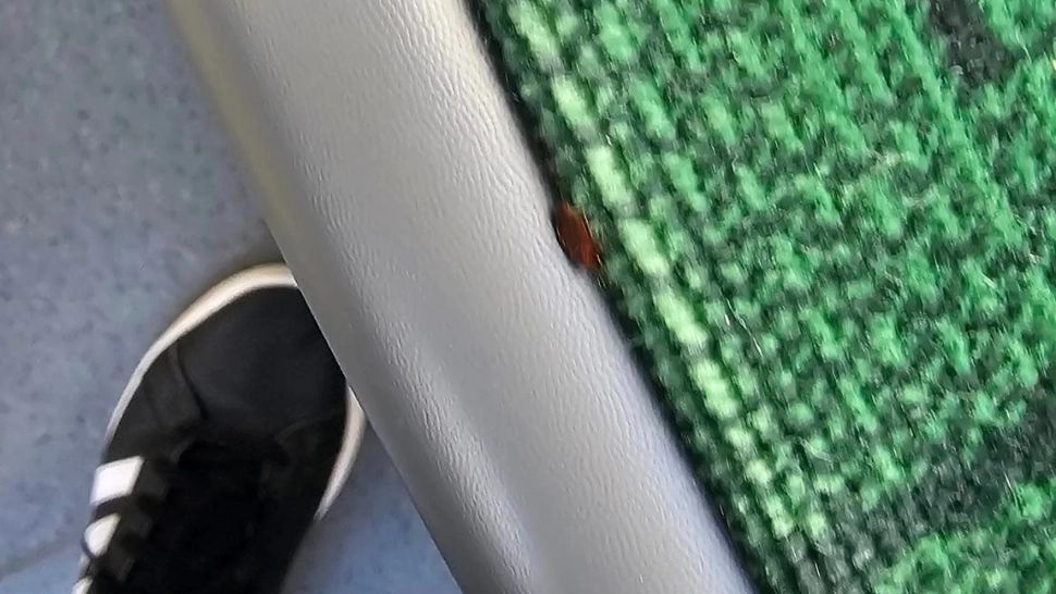 Un bucureștean spune că a dat peste o ploșniță într-un tramvai Imperio. Foto: Facebook