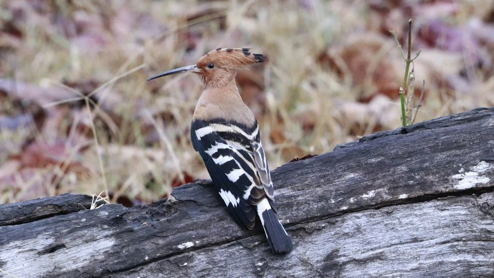 Originea uluitoare a expresiei „Colac peste pupăză”. Mulți români o folosesc greșit: ce însemană, de fapt/ unsplash.com