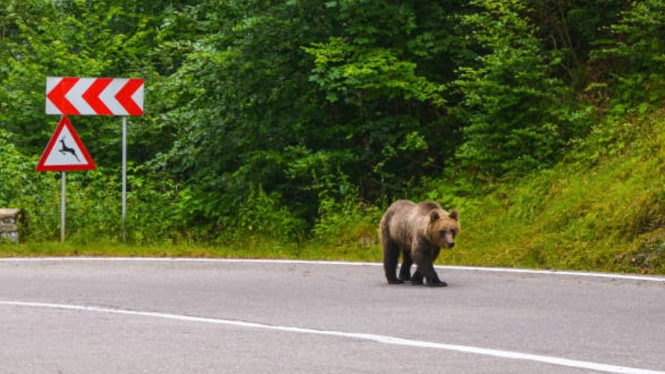 RO Alert în Cornu: a fost semnalată prezența unui urs pe stradă!