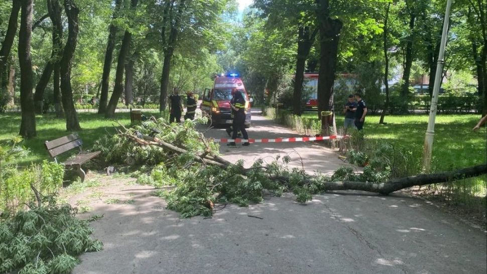 Creanga uriașă s-a prăbușit pe una dintre aleile circulate ale Parcului Bazilescu