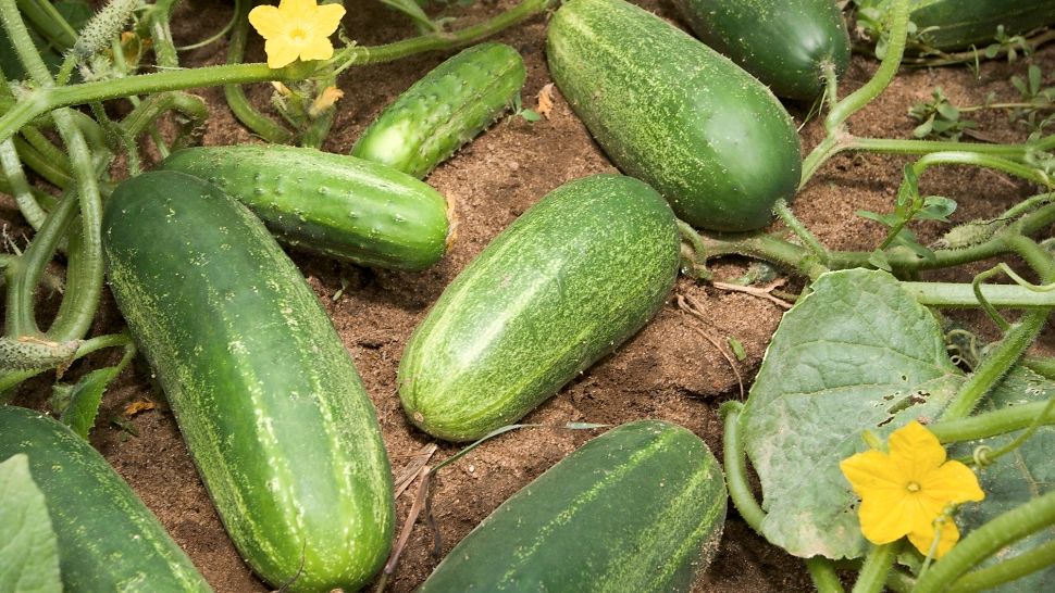 Castraveții românești se vând cu 1 leu/kg la poarte fermei și ajung să coste 7 lei/kg în supermarket