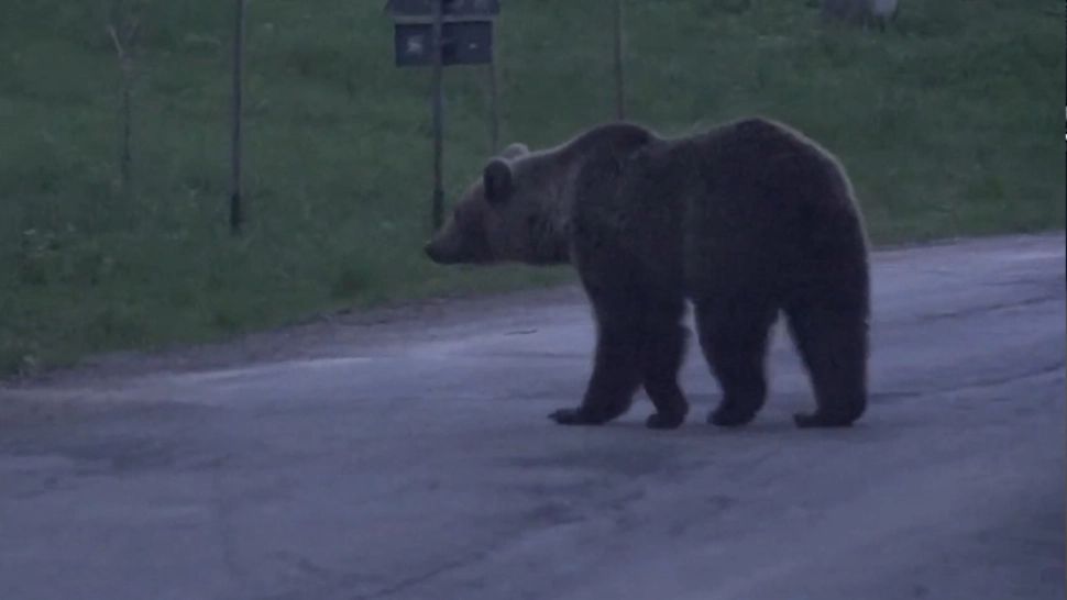 Alertă de urși în Olt! Oamenii sunt disperați: Numai dacă îl văd, cad pe jos de frică/ Captură video