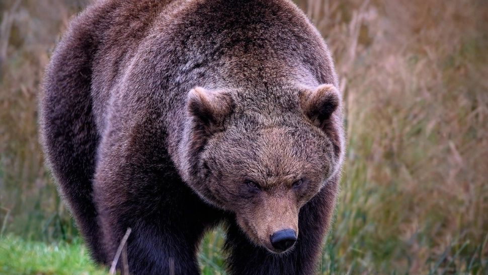 Urs filmat în curtea unui primar din Suceava! Animalul căuta mâncare în tomberoane/ Arhivă foto