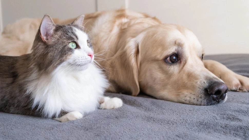 „Drepturile şi îngrijirea animalelor”, cursul care promite să schimbe perspectiva elevilor din clasele a V-a şi VI-a