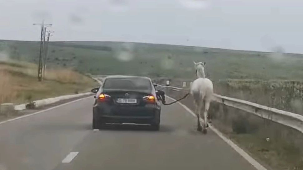 Un șofer de BMW și-a plimbat calul direct din mașină. Foto: Facebook