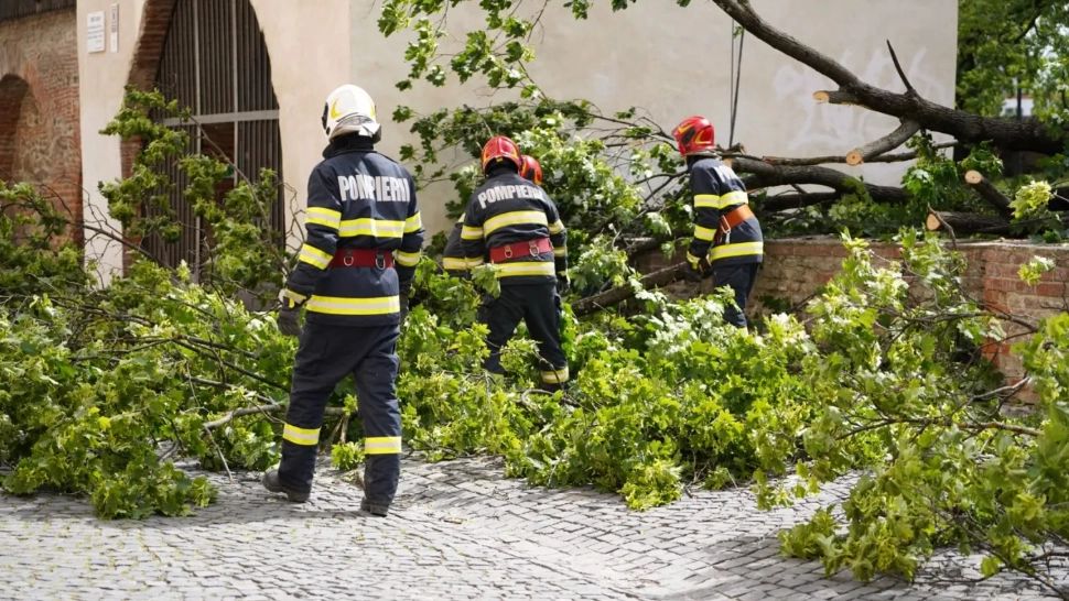 Copaci cazuti la Sibiu