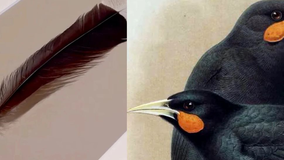 Cea mai scumpă pană din istorie. Pana unei păsări dispărute a fost vândută la un preț exorbitant