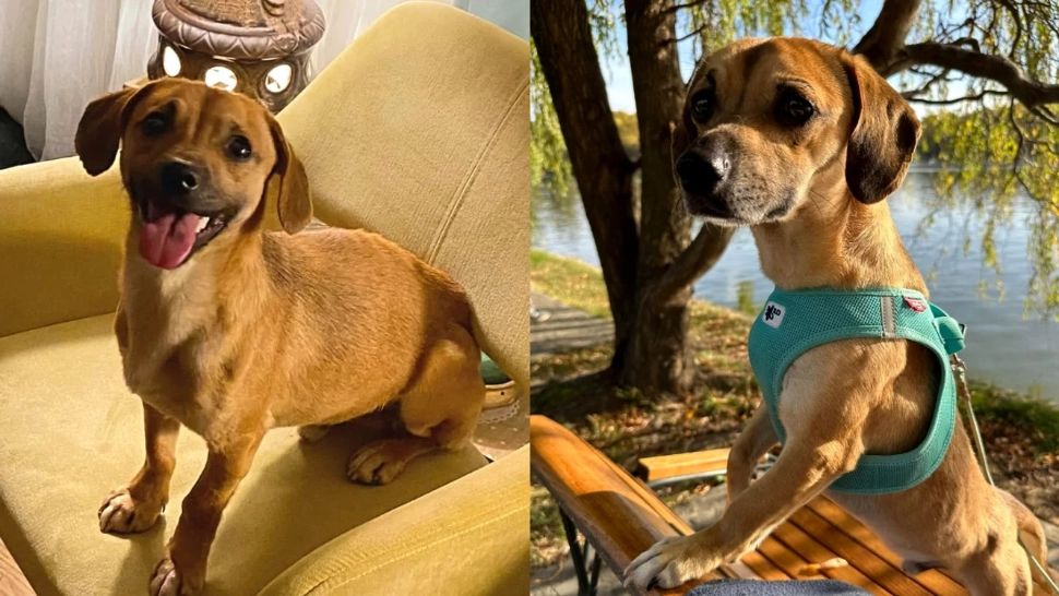 Recompensa uriașă pe care stăpânii lui Patrocle „o pun la bătaie pentru a fi găsit”. Câinele pierdut în urmă cu două luni nu a revenit acasă