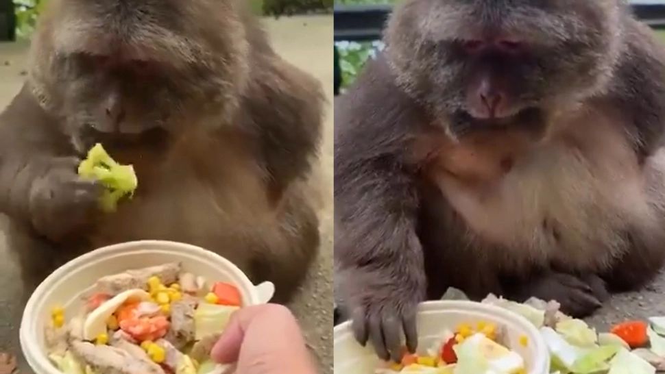 Maimuța mofturoasă. Sortează mâncarea mai ceva ca cel mai pretenios chef  - VIDEO