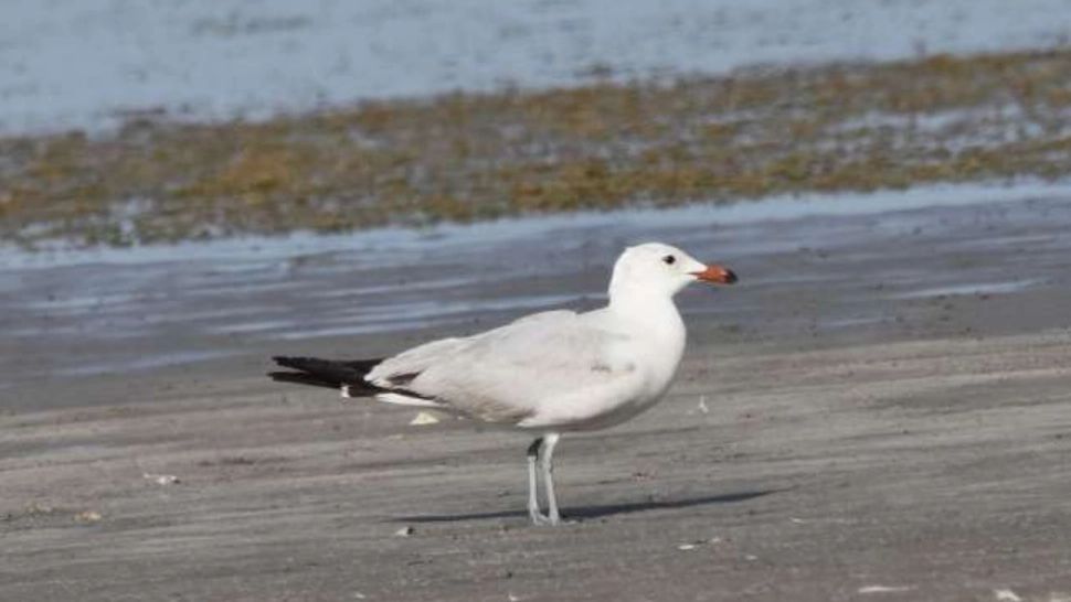 pescăruş mediteranean, observat pe Lacul Tătaru din judeţul Brăila. Foto: Facebook