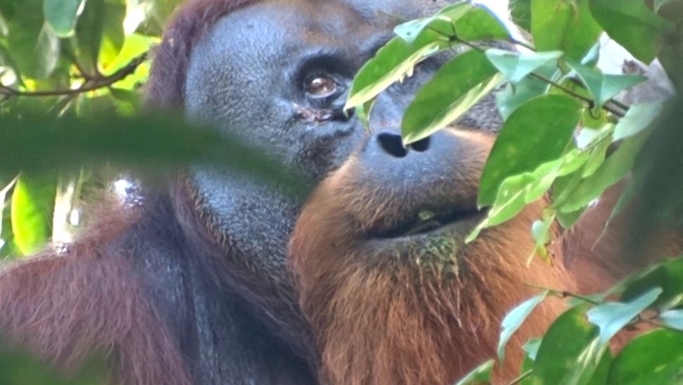 Povestea fabuloasă a urangutanului care și-a tratat singur o rană cu o plantă care ameliorează durerea