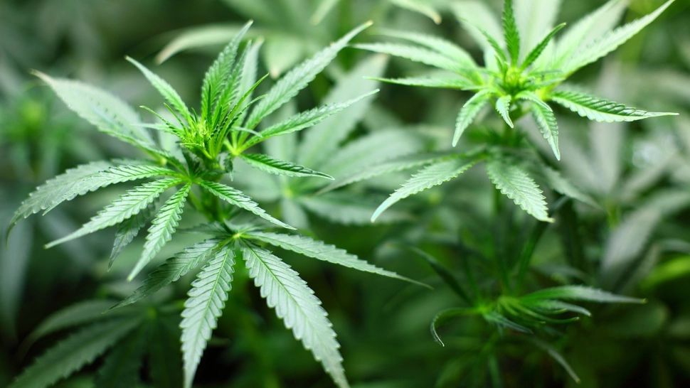 Marijuana, introdusă în aceeași categorie cu paracetamolul. Semnalul dat din Occident