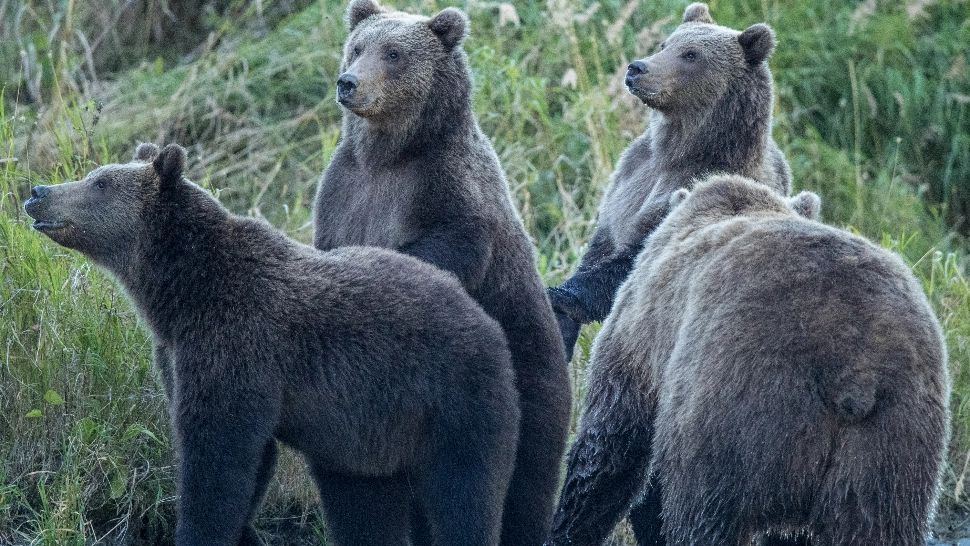 54 de urşi vor fi împuşcaţi până la finele acestui an în Covasna