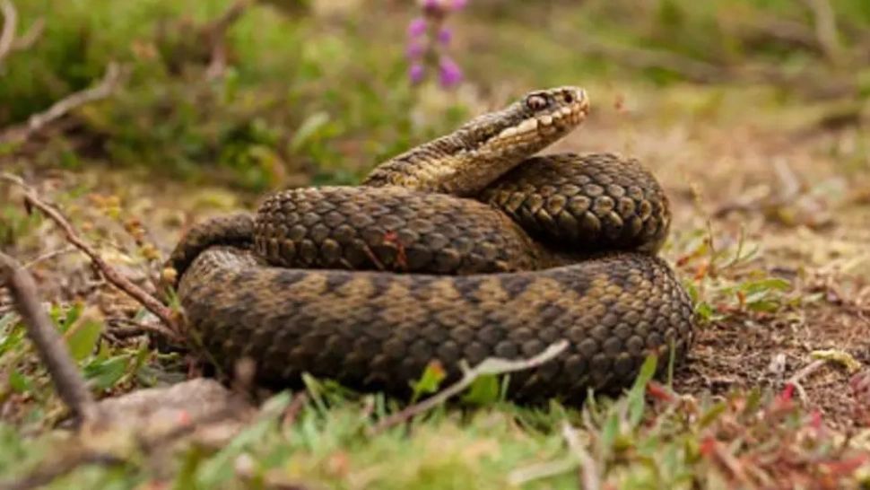 Specialiștii spun că în această perioadă riscul de a fi mușcat este mai mare, din cauza căldurii și a vegetației uscate