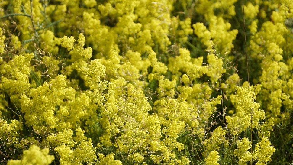 De sărbătoarea Sânzienelor este interzis scăldatul. Ce nu mai ai voie să faci în această zi dacă vrei să-ți meargă bine. Cele mai bizare superstiții