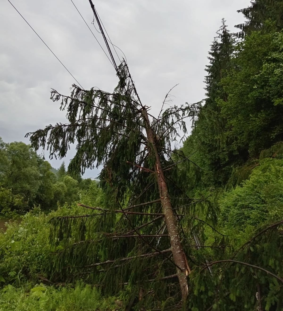 Întârziere de aproximativ 3 ore pentru un tren care circula pe ruta Mangalia-Satu Mare, din cauza unui copac căzut/ Arhivă foto
