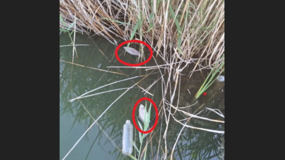 Mai mulţi peşti morţi, găsiţi în lacul Bistreţ din județul Dolj!/ Captură foto Gazeta de Sud