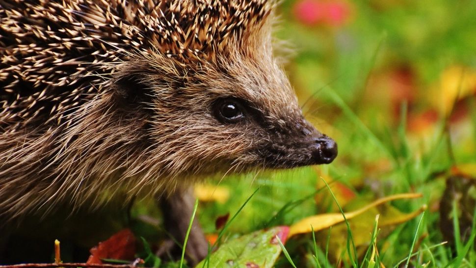 Invazie de ARICI în România: "Nici nu se mai sperie de oameni"