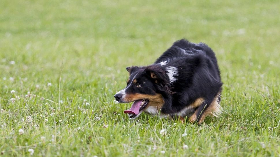 Proprietarul câinelui care a mușcat două persoane, mamă și fiică, a fost reținut
