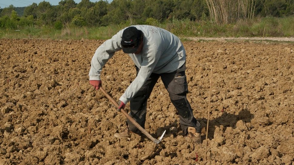 Cum a ajuns un fermier român să primească zeci de milioane de euro de la stat