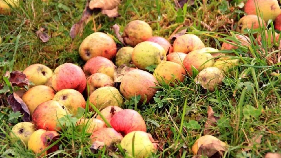 Ce se întămplă dacă fructele din pomul vecinilor cad la tine în curte