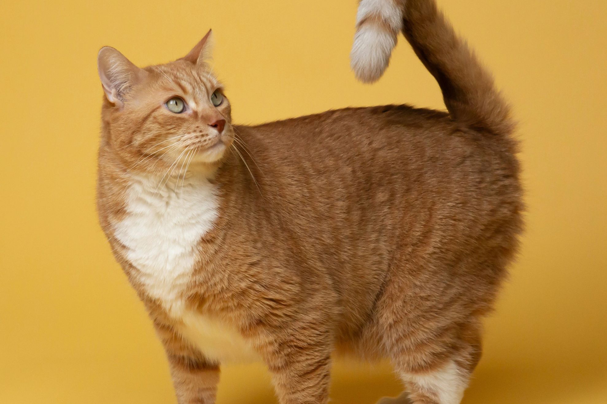 Au sau nu pisicile memorie de elefant? Ce își amintesc, de fapt, felinele și de ce depinde acest proces cognitiv /unsplash.com