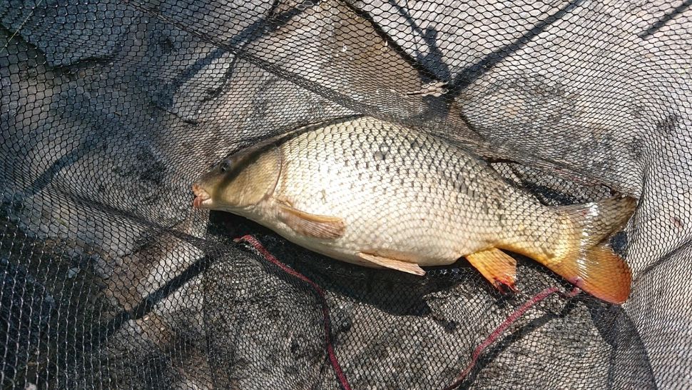 A prins un crap uriaș și l-a adus acasă. Când a despicat peștele, a venit șocul: ce era înăuntru