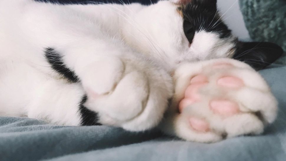 Detaliul uimitor dezvăluit de forma labelor pisicilor. Ce spune despre personalitatea felinelor și compatibilitatea cu stăpânii lor/ Profimedia