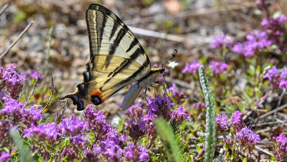 Cimbrișorul, planta care combate toxiinfecțiile și calmează tusea. Ia-l cu tine în conedii și vei scăpa de griji! / Profimedia