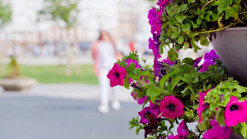 Ce flori plantezi în iunie dacă vrei să-ți transformi grădina într-un loc de vis