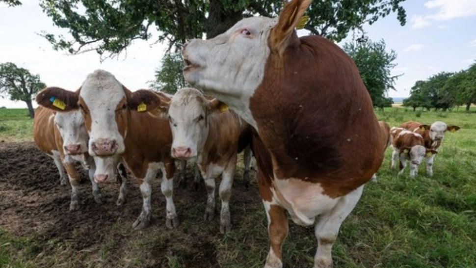 O țară introduce taxa pe flatulenţă. Foto: Profimedia