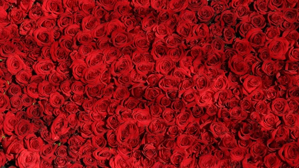 Cu ce trebuie udați trandafirii în luna iunie. Florile cresc mari, frumoase și colorate