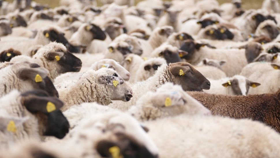 Cinci angajați spitalizați și 50 de oi moarte din cauza unei substanțe toxice la o fermă din Argeș