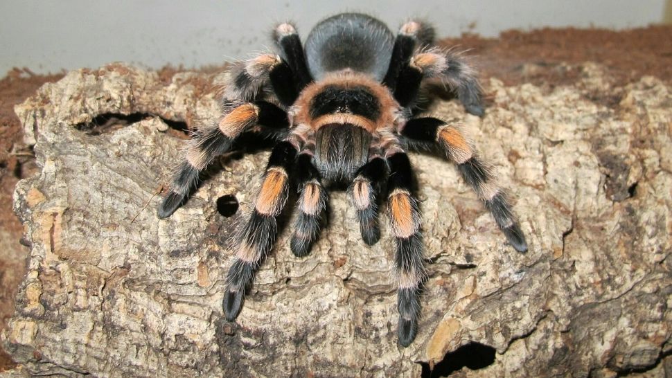 Cât costă o tarantula pe piața neagră. N-o să-ți vină să crezi cât valorează un astfel de păianjen