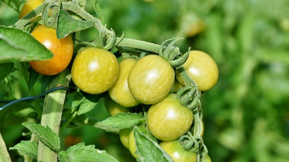 Cum să îngrijești roșiile la finalul lunii iunie pentru a te bucura de o recoltă îndelungată