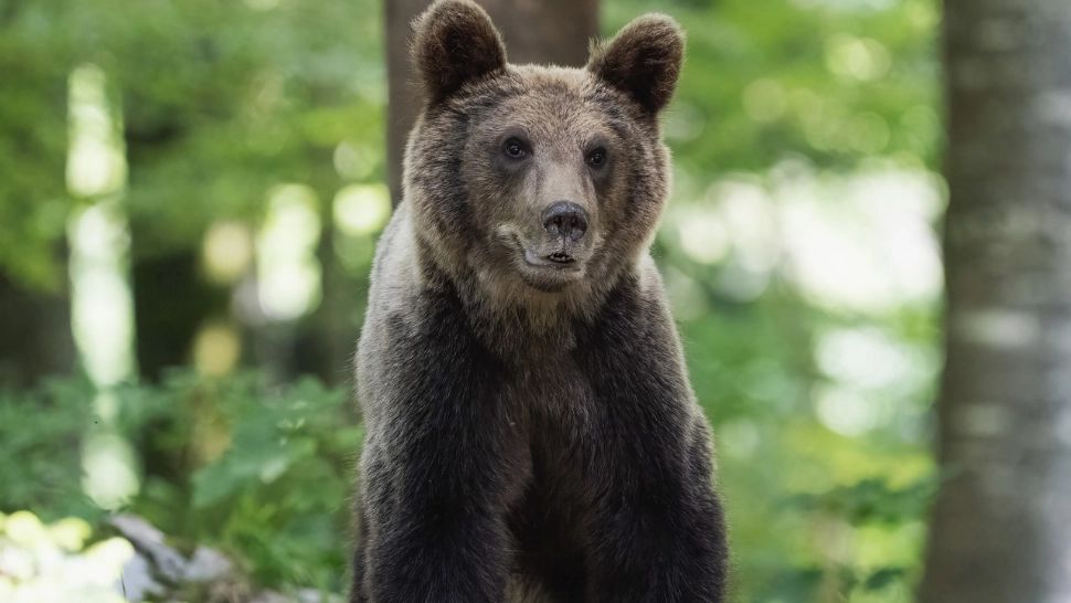Alertă de urs într-o localitate din apropierea Ploieștiului! Animalul se plimbă nestingherit pe stradă: avertismentul autorităților