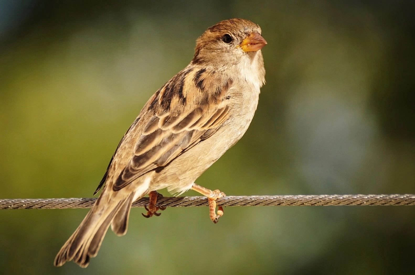 Vrăbiuțele, pe cale de dispariție. Fenomenul care ar trebui să îngrijoreze: "Ceva din mediu omoară viețuitoarele"