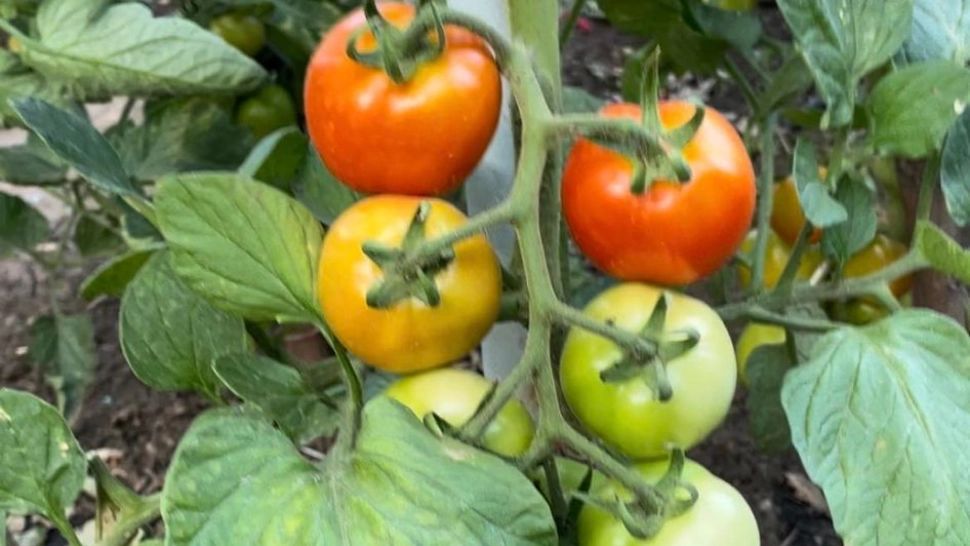 Ce se plantează lângă roșii pentru a le da gust. Puțini grădinari știu de acest truc